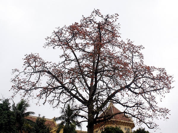 Những cây gạo bung nở những bông hoa rực lửa báo hiệu một mùa hè sắp đến.