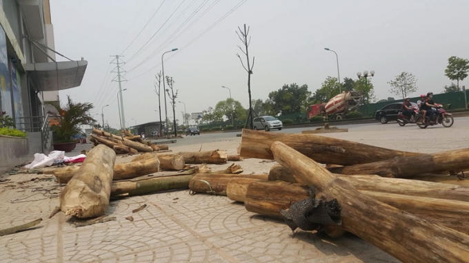 Cây chết trên đường Nguyễn Xiển được người dân chặt làm củi đun.(Ảnh: vietnamnet.vn)