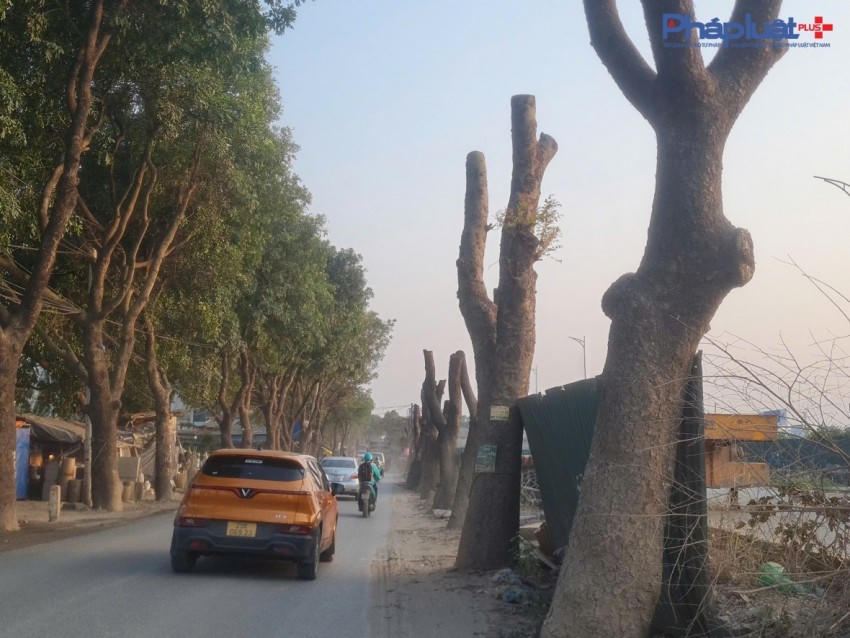 Đốn hạ hàng xà cừ nhiều năm tuổi để thi công Dự án mở rộng đường 70