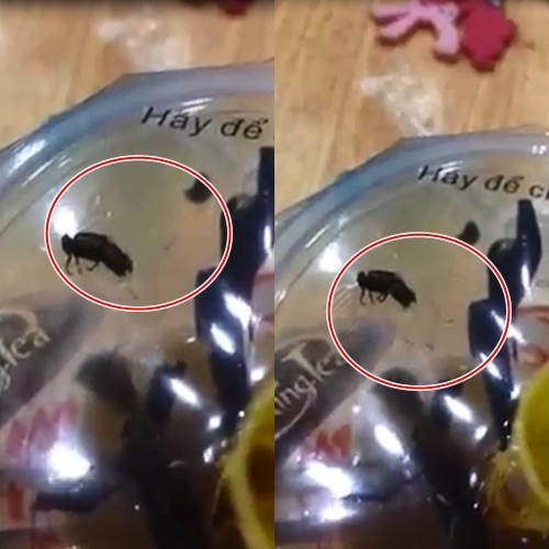 Hình ảnh con ruồi và khá nhiều giòi bò lúc nhúc ở ngay dưới miệng cốc trà sữa.
