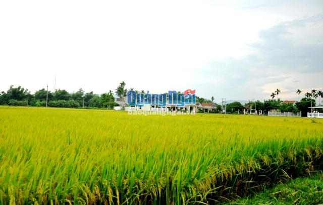 Ảnh minh họa. (Ảnh: Báo Quảng Ngãi)