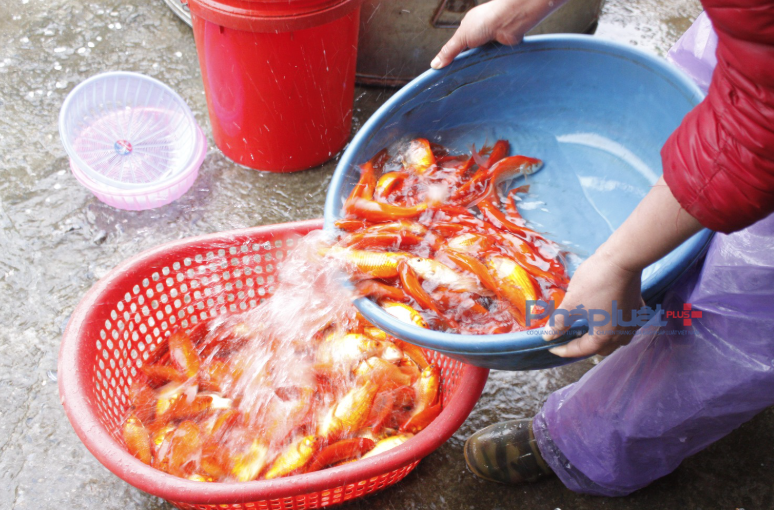 Theo các tiểu thương, khi nhập cá về việc phân loại cá theo kích cỡ rất quan trọng, bởi khi người dân mua cá luôn chọn cá phải đều nhau.