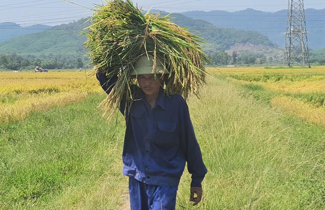 Người dân thôn Hưng Dương đang lo lắng nếu không thu hoạch được trước lũ Tiểu Mãn thì có nguy cơ mất trắng.