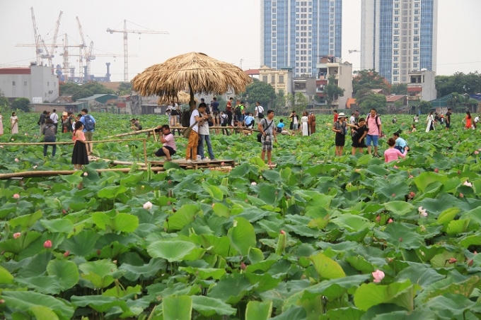 Một góc hồ sen Xuân Đỉnh vào buổi chiều hè.