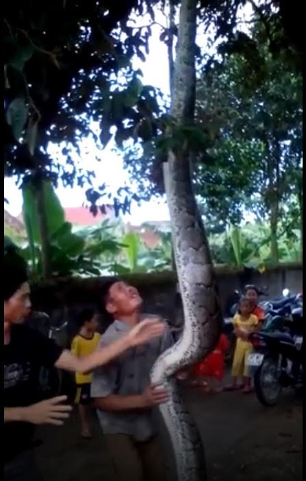 Nhiều người dân đổ xô đến xem con trăn khổng lồ. Hình ảnh cắt từ clip.