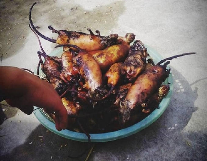 Thịt chuột sau khi đã được vặt lông, thui vàng.