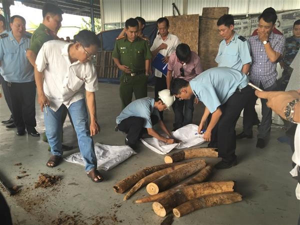 Ngà voi phát hiện trong lô hàng nhập khẩu ngày 1-11 tại cảng Cát Lái.