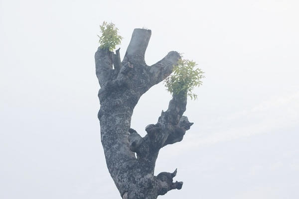 Những mầm cây đang sống rất khoẻ.