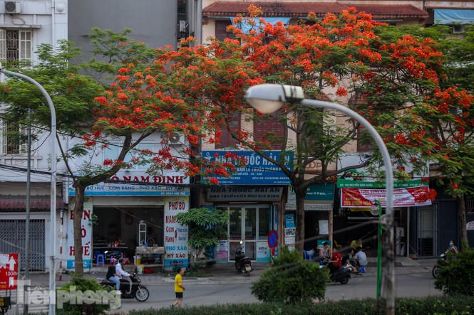 Phố phường Hà Nội rạo rực 'mùa phượng cháy' - ảnh 2