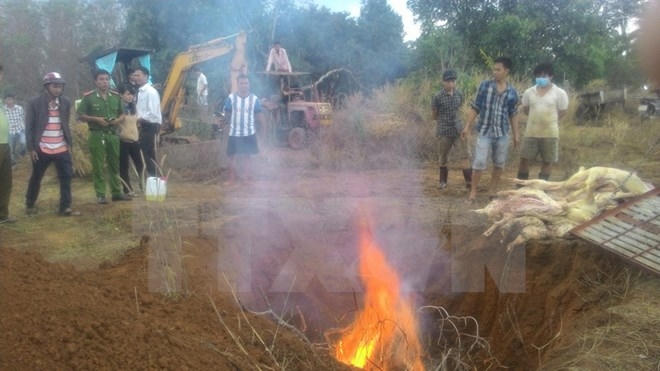 Cơ quan chức năng tiêu hủy thịt lợn thối. Ảnh: Sỹ Tuyên/TTXVN