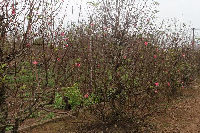 Hoa đào khoe sắc sớm