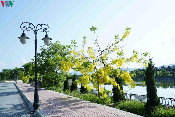 Ngắm Muồng Hoàng Yến rực vàng trên mảnh đất Điện Biên - Hình 6