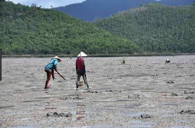 Mùa săn sá sùng thường bắt đầu từ tháng 4 đến tháng 8 âm lịch. Những ngày mùa hè nắng nóng, người dân đi dọc bờ biển hay thậm chí là lặn nước sâu để săn sá sùng kiếm tiền mưu sinh. Ảnh: Tienphong.