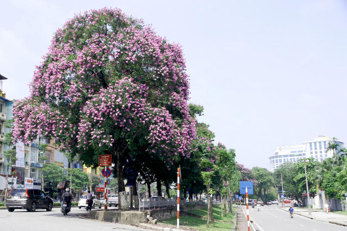 Những cây hoa bằng lăng nở tím đường Kim Mã.