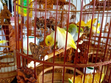 Chi&ecirc;m ngưỡng tổ ho&agrave;ng khuy&ecirc;n 'độc' nhất Việt Nam, nửa tỷ kh&ocirc;ng b&aacute;n