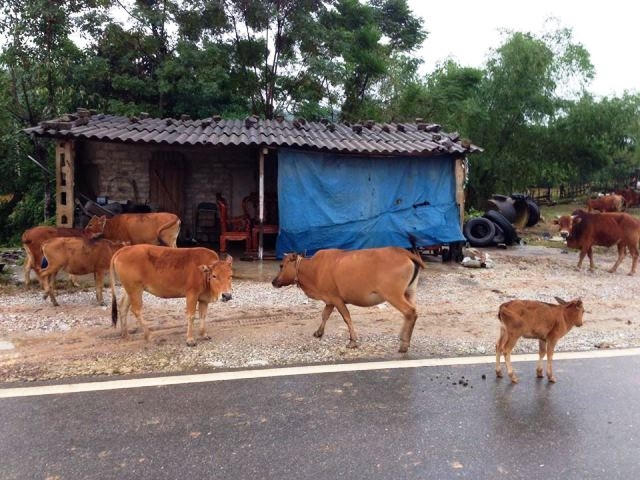 Trâu bò nhởn nhơ khi đã an toàn.