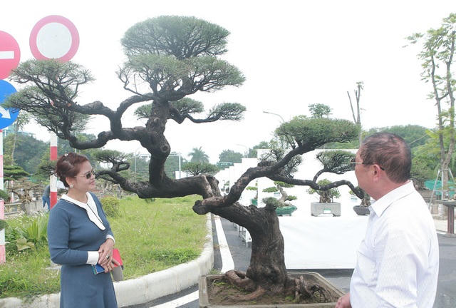 Cây phi lao ở Việt Nam được người Pháp đưa về trồng từ năm 1896. Loài cây này có nguồn gốc từ Australia và những đảo thuộc phía tây Thái Bình Dương