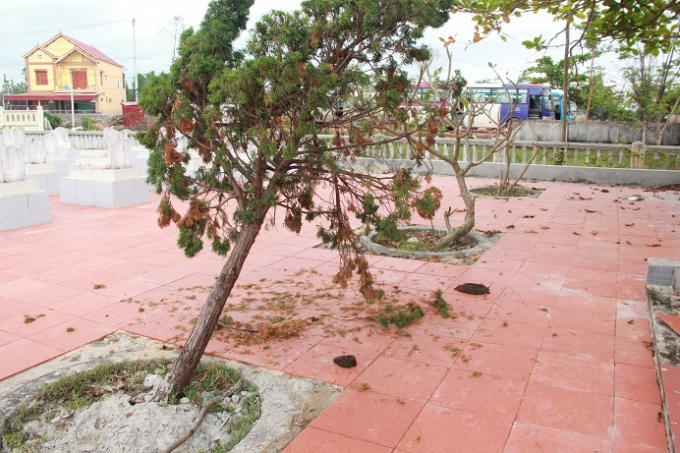 Một số cây xanh bị bò húc ngã.