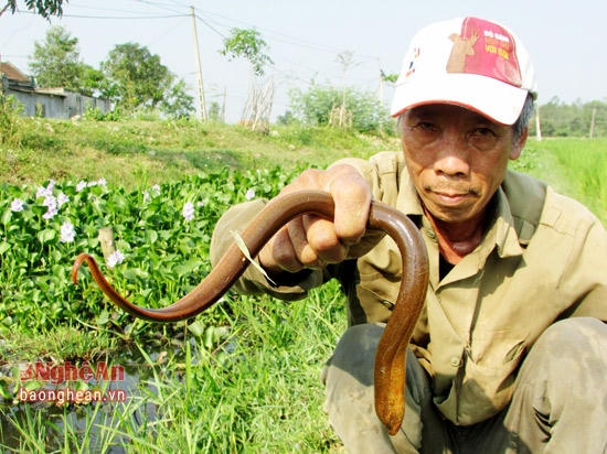 Lươn câu được thường là những con lươn to.
