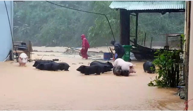 Đàn heo của nhà trường được di chuyển lên cao tránh bị lũ cuốn trôi