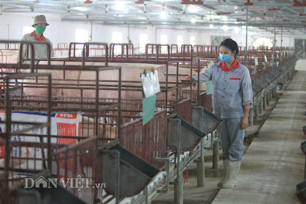 Công nhân đang chăm sóc đàn lợn tại một trang trại ở huyện Ứng Hoà (Hà Nội). Ảnh: Hải Đăng