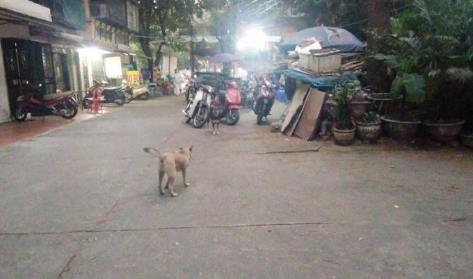 Hai ch&uacute; ch&oacute; thả r&ocirc;ng kh&ocirc;ng rọ m&otilde;m tại một s&acirc;n chơi ở khu tập thể Trung Tự.