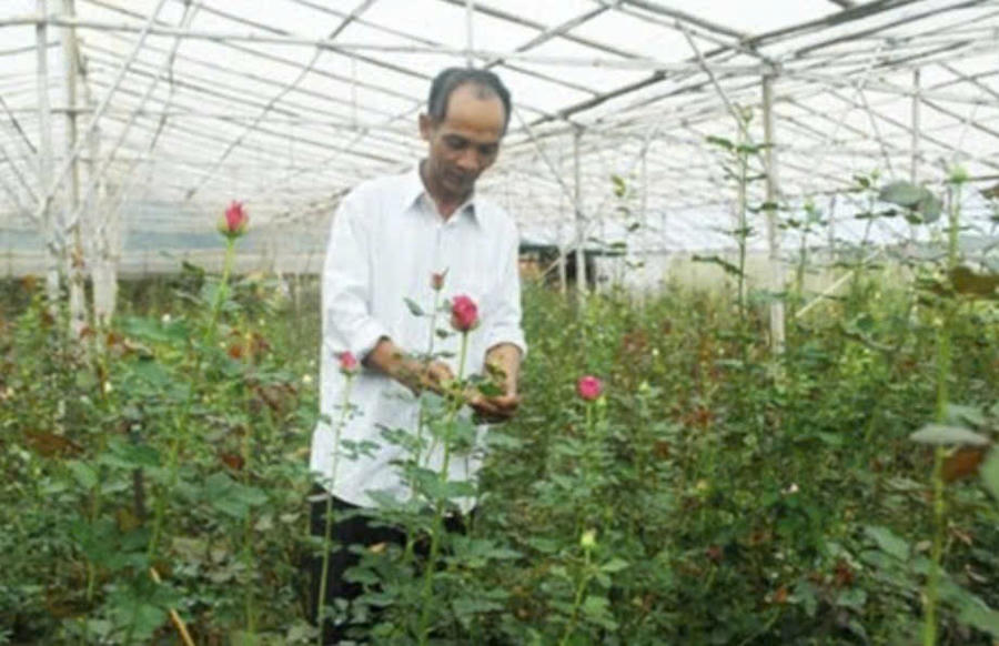 Gia đình ông K’long Char đón Tết lớn hơn nhờ trúng mùa hoa hồng. Ảnh: K.L