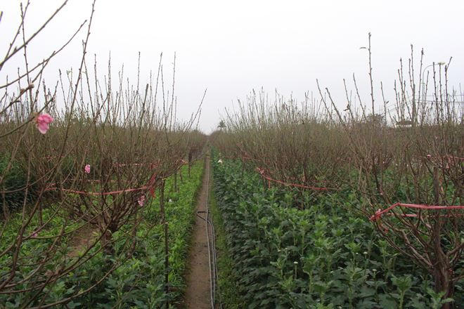 Đào nở theo từng vườn, có những vườn ở Nhật Tân, đào mới chớm nụ và nở lác đác do cách chăm sóc và thời điểm trồng chênh lệch giữa các vườn