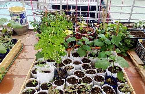 Anh San tự may túi bằng vải không dệt để trồng cây. Loại túi 1 gallon (khoảng gần 4 lít) anh trồng rau nhỏ như mồng tơi, rau dền, rau muống… Loại to 2 gallon anh trồng các cây thân leo.