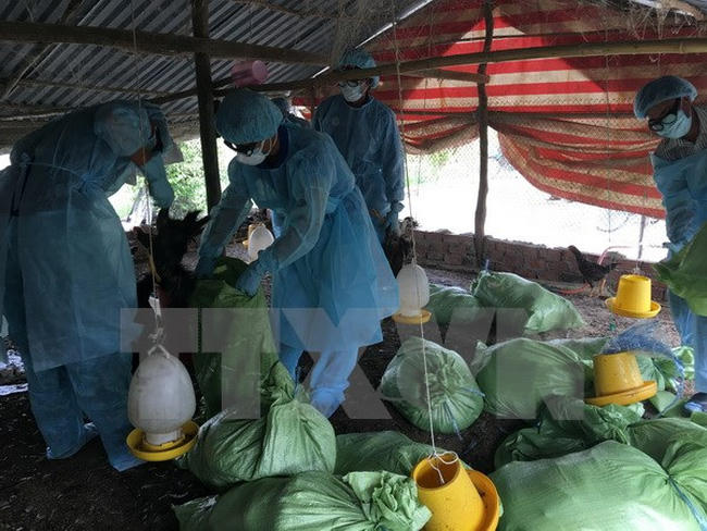 Phát hiện thêm ổ dịch cúm gia cầm tại Đắk Lắk. Ảnh: minh họa/ Nguồn: TTXVN