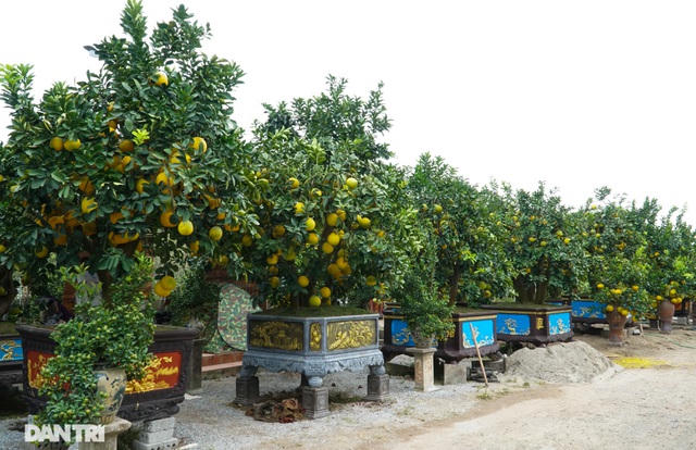  Anh Chính cũng chia sẻ thêm, năm nay giá của các loại cây cảnh cũng giảm hơn so với những năm trước. Những chủ vườn tại đây lý giải, do ảnh hưởng từ tình hình dịch bệnh Covid-19 khiến cho thị trường cây cảnh Tết năm nay khá ảm đạm. Cùng với đó là thời tiết diễn biến bất thường cũng ảnh hưởng đến chất lượng, mẫu mã của cây.