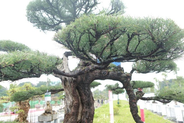 Ông Hài cho biết, dòng cây phi lao không có nhựa giống cây tùng nên việc tác động uốn nắn thân, tay cành rất khó, thân không thể uốn nắn được, tay cành làm không khéo sẽ chết khô