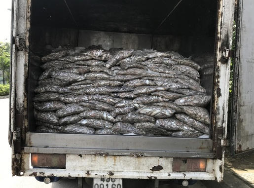 Số lượng cá thối bị lực lượng chức năng phát hiện. Ảnh CTV.