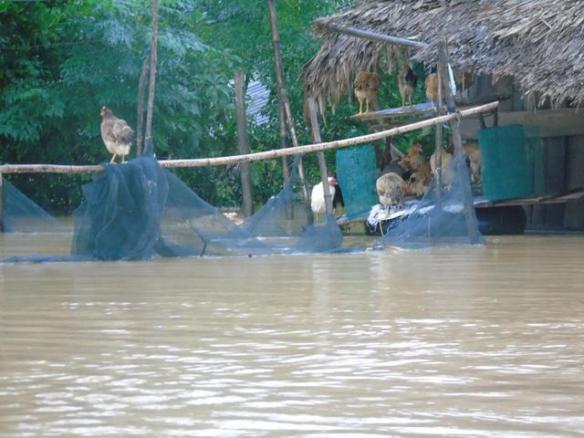 Người dân phải leo lên nóc nhà ngồi chờ cứu trợ, nhìn cảnh trâu, gà trôi theo dòng nước trong sự bất lực. Ảnh nguồn Dân Trí.