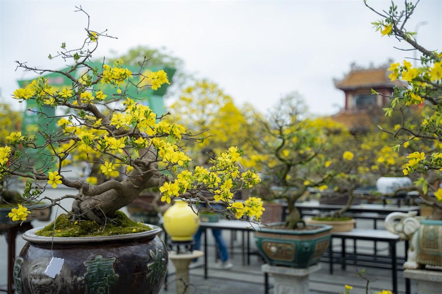 Những tác phẩm Hoàng mai Huế đặc sắc được quảng bá tại ngày hội. (Ảnh: Cổng TTĐT TP Huế)