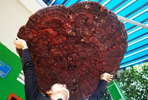 Nhiều người thấy lạ đ&atilde; t&igrave;m đến xem v&agrave; chụp ảnh c&ugrave;ng hai c&acirc;y nấm khủng. Ảnh:&nbsp;Sơn Thủy.