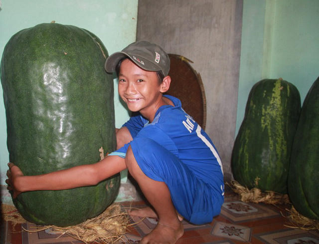 Quả bí nhà bà Đảm nặng hơn 50 kg vừa được thu hoạch chờ thương lái tới mua.