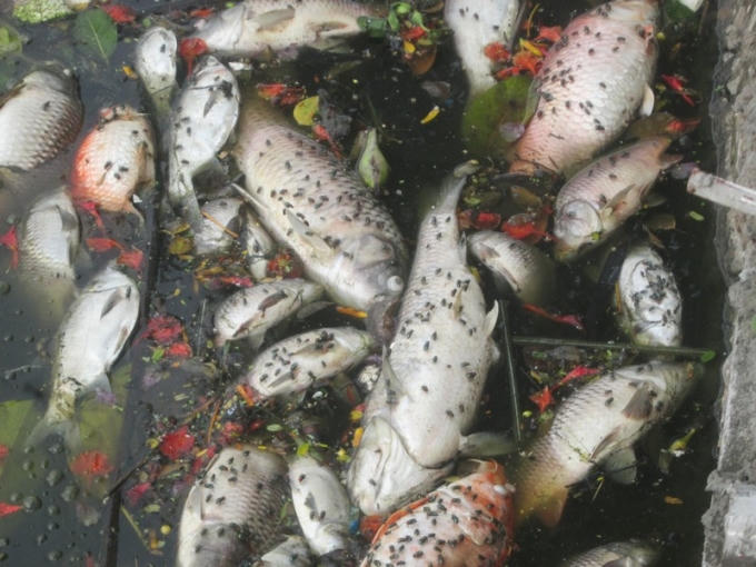 Những con cá trắm cỏ, cá chép nặng từ 2-3kg cũng nổi trắng bụng.