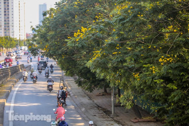 Những phố hoa Hà Nội làm xao xuyến lòng người - ảnh 4