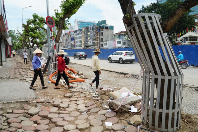 Một người dân sinh sống ven đường Nguyễn Văn Huyên cho biết, hàng sưa được các công nhân bọc sắt từ hơn 10 ngày trước. Đây là giống sưa đỏ, có giá trị kinh tế rất cao.