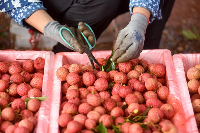 Vải được xếp vừa kh&iacute;t th&ugrave;ng, kh&ocirc;ng qu&aacute; chặt v&agrave; kh&ocirc;ng để rỗng, mới c&oacute; thể vận chuyển đi xa m&agrave; kh&ocirc;ng bị dập n&aacute;t.