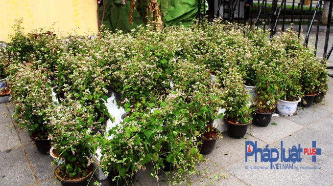 Hàng trăm chậu hoa tam giác mạch được vận chuyển về và tập kết phía sau tượng đài Lý Thái Tổ bất ngờ nhận được sự quan tâm của đông đảo người dân, khách du lịch.