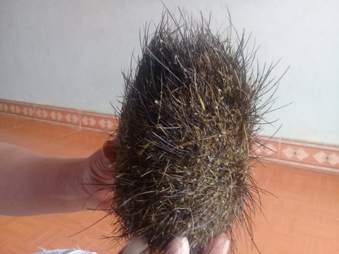 Vật thể lạ có hình bầu dục, lông cứng màu bạch kim và nặng 0.55kg
