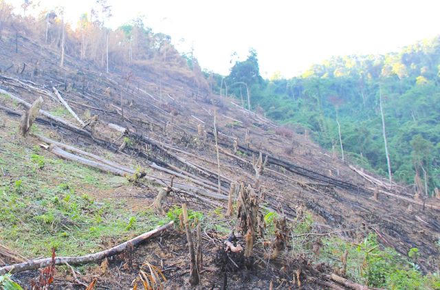 Hiện trường vụ phá rừng ở xã Châu Thuận.