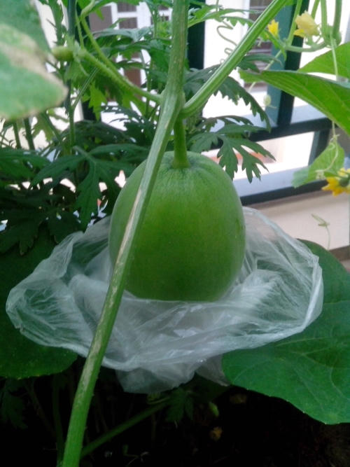 &Ocirc;ng bố trẻ m&aacute;ch c&aacute;ch trồng dưa l&ecirc; &ldquo;si&ecirc;u ngọt&rdquo; cho tr&aacute;i suốt h&egrave;