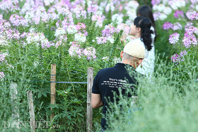 Dù cúc hoạ mi chưa nở nhưng bên cạnh đó vẫn có nhiều loại hoa thu hút khách đến thưởng ngoạn.