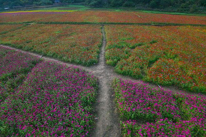 Hoa được trồng sát đến chân núi. Khoảng hở bên trong những ruộng hoa cho phép khách tham quan đi vào để tìm kiếm những góc chụp ưng ý.