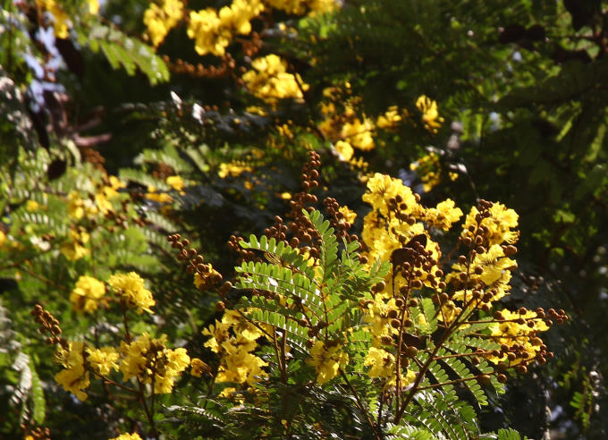 Dưới ánh nắng mai hoa điệp vàng nồng nàn,quyến rũ.
