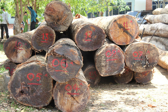 Nguồn gốc, chủng loại gỗ này đang được xác định, làm rõ
