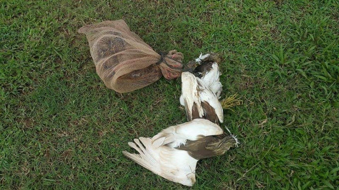 Những chú chim xấu số bị bắt.